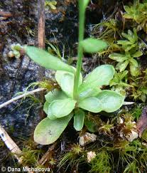 Attēlu rezultāti vaicājumam “Polygala amarella”