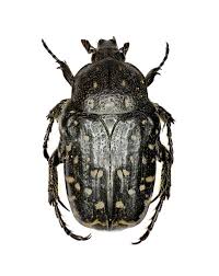 Attēlu rezultāti vaicājumam “Oxythyrea funesta imago”