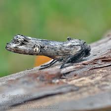 Attēlu rezultāti vaicājumam “Lithomoia solidaginis”