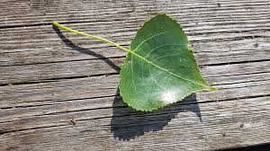 Attēlu rezultāti vaicājumam “Populus nigra”