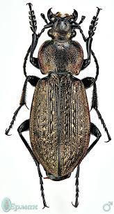 Attēlu rezultāti vaicājumam “Carabus arcensis”