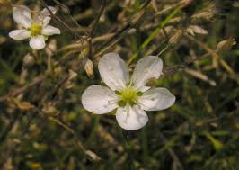 Attēlu rezultāti vaicājumam “Sagina nodosa”