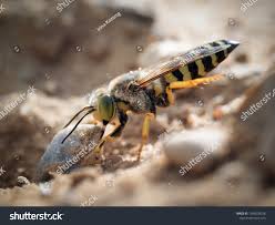 Attēlu rezultāti vaicājumam “Bembix rostrata”