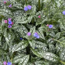 Attēlu rezultāti vaicājumam “Pulmonaria obscura flower”