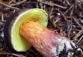 Attēlu rezultāti vaicājumam “Xerocomus pruinatus”