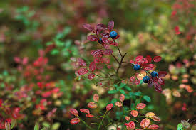 Attēlu rezultāti vaicājumam “Vaccinium myrtillus flower”