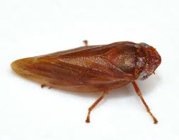 Attēlu rezultāti vaicājumam “Aphrophora nymph”