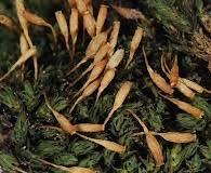 Attēlu rezultāti vaicājumam “Orthotrichum pumilum”