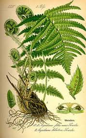 Attēlu rezultāti vaicājumam “Polystichum aculeatum”