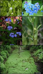 Attēlu rezultāti vaicājumam “Myosotis”
