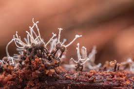 Attēlu rezultāti vaicājumam “Polycephalomyces tomentosus”