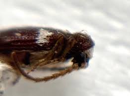 Attēlu rezultāti vaicājumam “Ptinus sp. female”