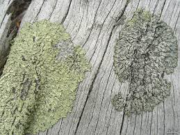 Attēlu rezultāti vaicājumam “Parmeliopsis ambigua”