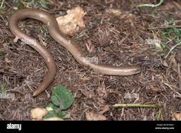 Attēlu rezultāti vaicājumam “Anguis fragilis adult”