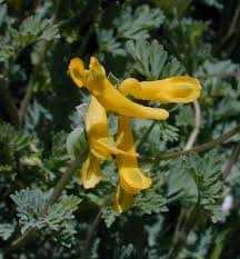 Attēlu rezultāti vaicājumam “Corydalis intermedia flower”