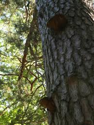 Attēlu rezultāti vaicājumam “Phellinus pini”