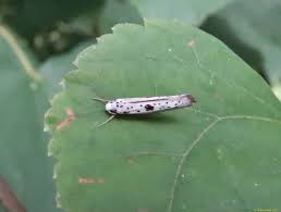 Attēlu rezultāti vaicājumam “Yponomeuta plumbella”