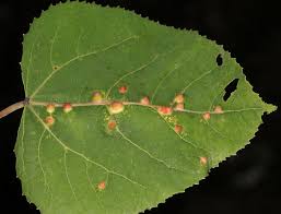 Attēlu rezultāti vaicājumam “Harmandia”