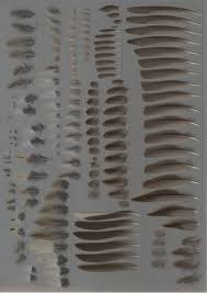 Attēlu rezultāti vaicājumam “Anthus trivialis adult”