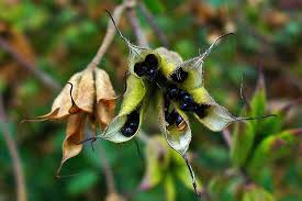 Attēlu rezultāti vaicājumam “Aquilegia vulgaris bud”