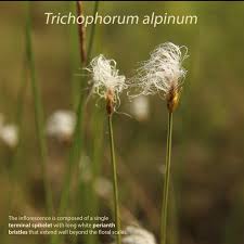 Attēlu rezultāti vaicājumam “Trichophorum alpinum flower”
