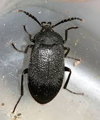 Attēlu rezultāti vaicājumam “Tetratomidae”