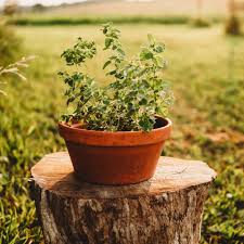 Image result for Oregano