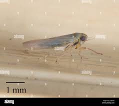 Attēlu rezultāti vaicājumam “Macrosteles sp. nymph”