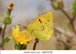 Attēlu rezultāti vaicājumam “Colias croceus”