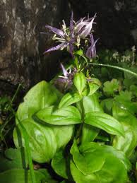 Attēlu rezultāti vaicājumam “Swertia perennis leaf”