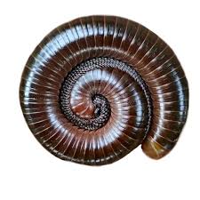 Attēlu rezultāti vaicājumam “Diplopoda”