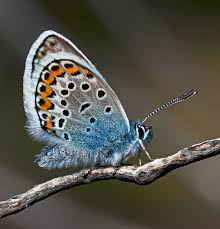 Attēlu rezultāti vaicājumam “Plebejus argus male”