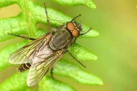 Attēlu rezultāti vaicājumam “Therevidae”