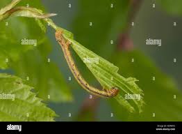 Attēlu rezultāti vaicājumam “Erannis defoliaria larva”