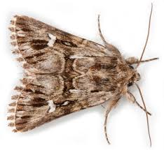 Attēlu rezultāti vaicājumam “Calophasia lunula larva”