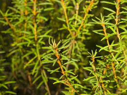 Attēlu rezultāti vaicājumam “Ledum palustre fruit”