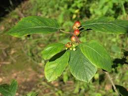 Attēlu rezultāti vaicājumam “Frangula alnus leaf”