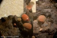 Attēlu rezultāti vaicājumam “Arcyria minuta spores”