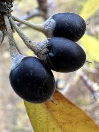 Attēlu rezultāti vaicājumam “Lycogala botrydium sessile”