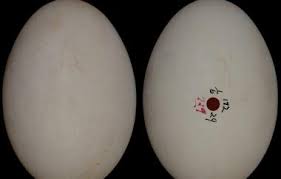 Attēlu rezultāti vaicājumam “Grus grus eggs”