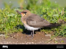 Image result for Glareola pratincola