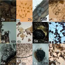 Attēlu rezultāti vaicājumam “Symphytocarpus impexus spores”