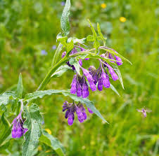 Attēlu rezultāti vaicājumam “Symphytum officinale leaf”