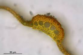 Attēlu rezultāti vaicājumam “Barbula unguiculata macro”