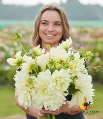 Image result for Dahlia x pinnata `Decorative Giants`