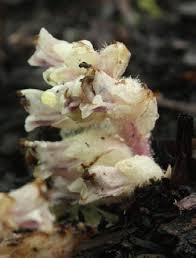 Attēlu rezultāti vaicājumam “Lathraea squamaria bud”