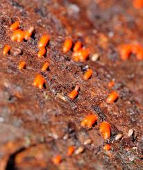 Attēlu rezultāti vaicājumam “Lycogala conicum macro”