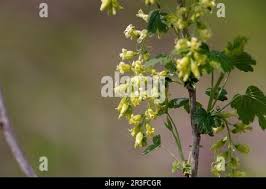 Attēlu rezultāti vaicājumam “Ribes uva-crispa flower”