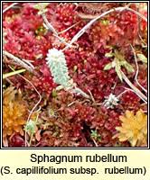 Attēlu rezultāti vaicājumam “Sphagnum rubellum”