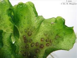 Attēlu rezultāti vaicājumam “Pellia endiviifolia”